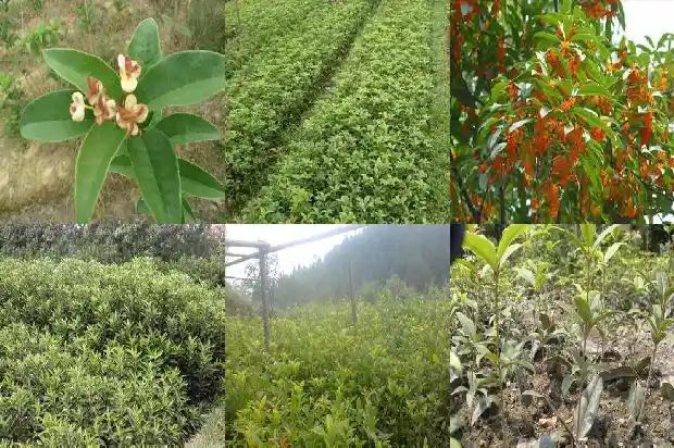 桂花树要怎么样修剪1681443539818