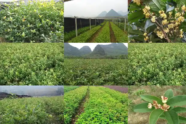 大的桂花树好移栽吗1689898805627