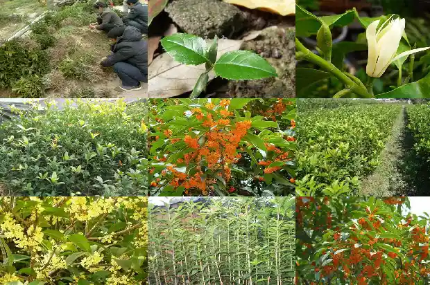 桂花树怎么修剪成圆形呢1681443572270