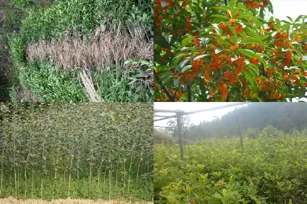 盆栽桂花树怎么修剪才好看1681443631012