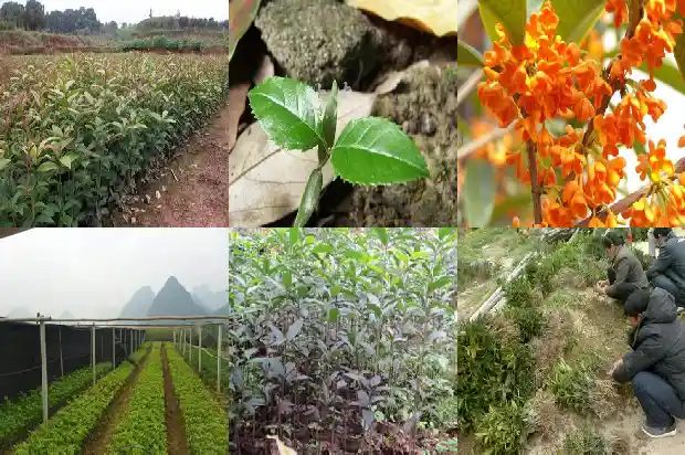 盆栽桂花树怎么修剪才好看1681443631060