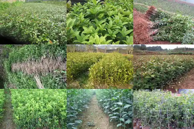 盆栽桂花树怎么修剪才好看1681443631107