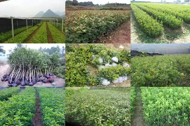 10米 桂花树的价格是多少钱1689985896682