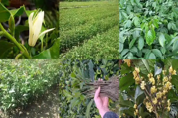 天香台阁桂花长的快吗1690850054415