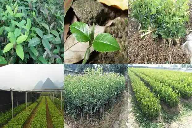 桂花树什么时候修剪最好活1681443693443