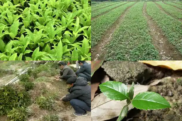 桂花树一般几月份修剪1681443727742