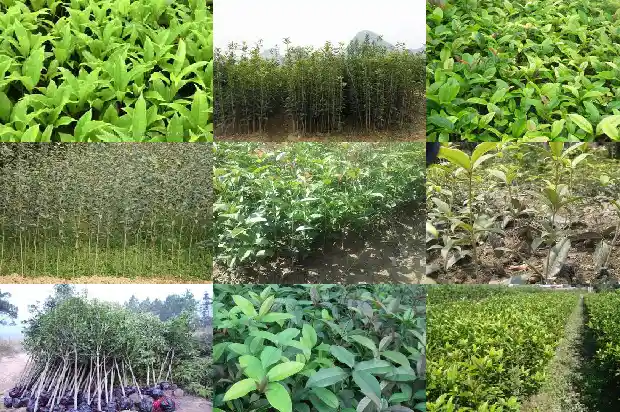 桂花树啥时候修剪好1681443755879