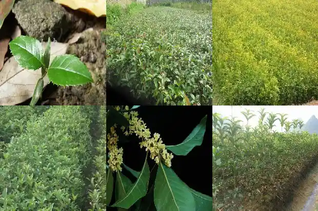 桂花树啥时候修剪好1681443755974