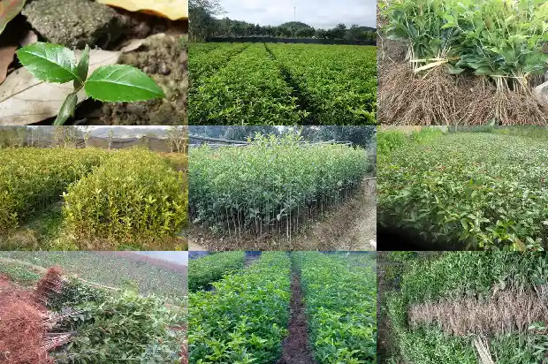 春天桂花树怎么修剪好看1681443821659