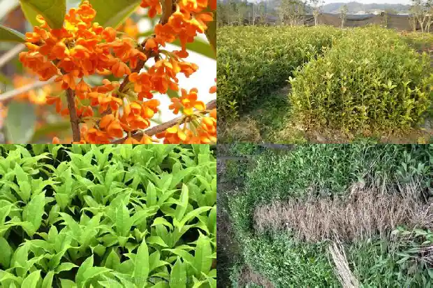 桂花树春季可以修剪吗1681443885722