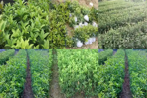 桂花树春季可以修剪吗1681443885818