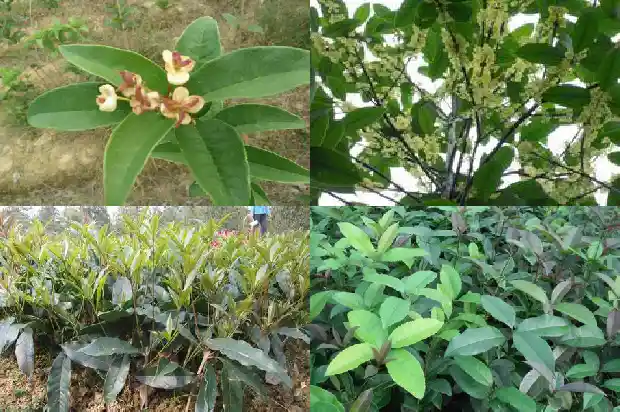大桂花树怎么修剪才开花1681443916681