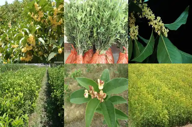 4公分桂花树几年才能开花1690072469681