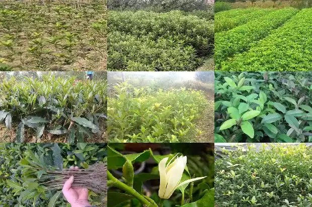 桂花的颜色是什么样的1689121837234