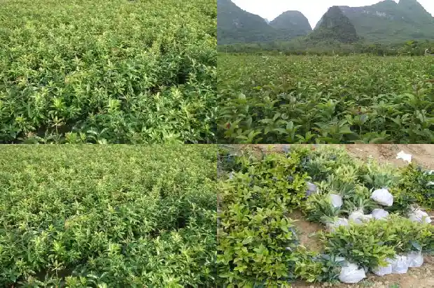 大的桂花树移栽怎么修剪1681443952027