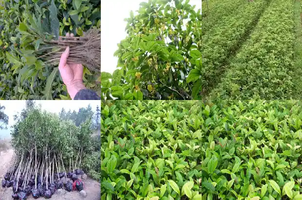 大桂花树什么时候修剪枝条最好1681517330229