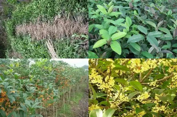 大桂花树什么时候修剪枝条最好1681517330277