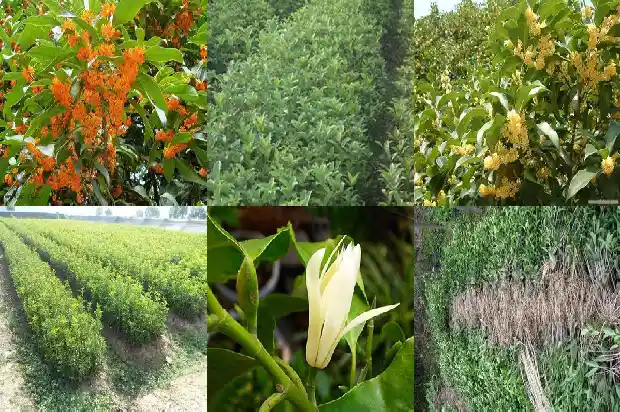 原生桂花树好还是嫁接的好?1681517726410