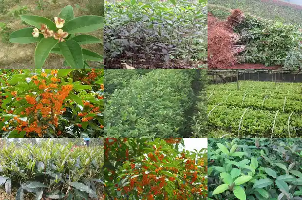 原生桂花树好还是嫁接的好?1681517726501