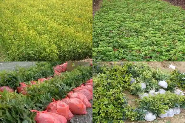 原生桂花树好还是嫁接的好?1681517726549