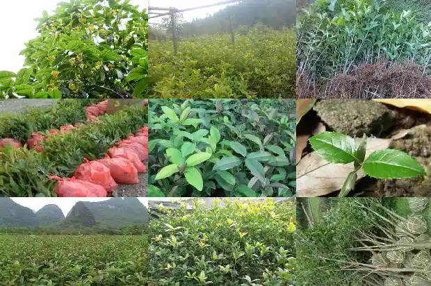 桂花嫁接方法1681517855331