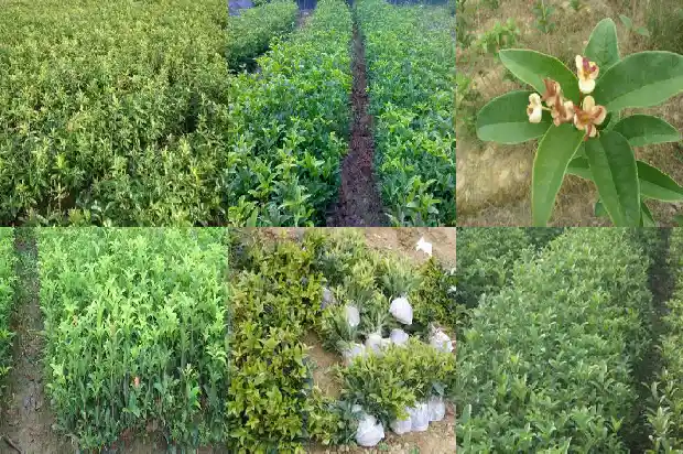 桂花嫁接方法1681517855475