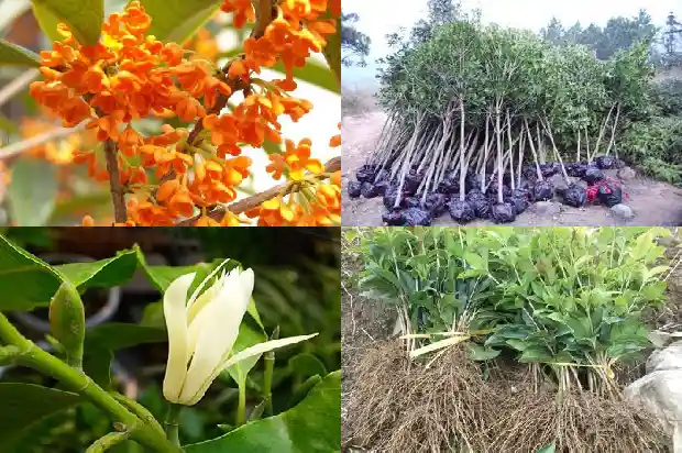 桂花树用生根粉泡多长时间可以栽1681517987024