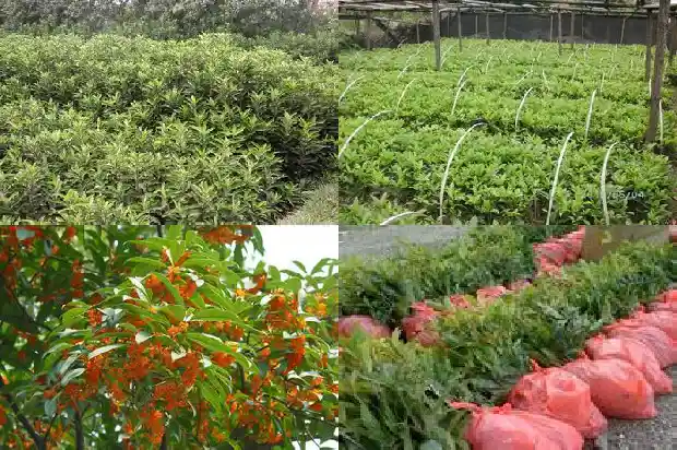 桂花树叶子尖发黄干枯用什么药好的快1681518247865