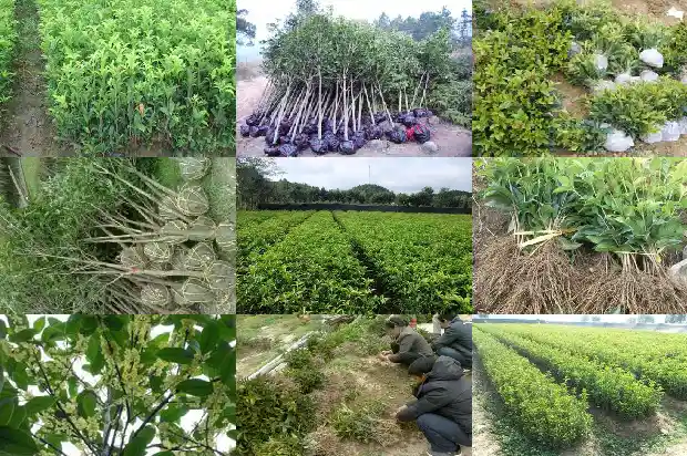 附近哪里有桂花树苗卖望城1690763704866