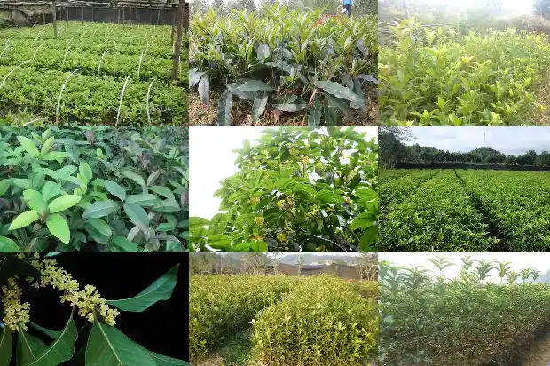 桂花树叶子枯黄用什么农药好1681518529829