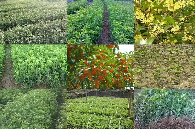 桂花树叶子发黄用什么药1681518654335
