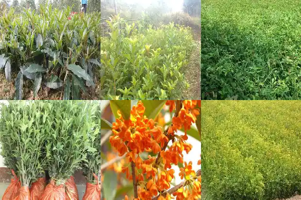 桂花树叶子发黄用什么药1681518654382