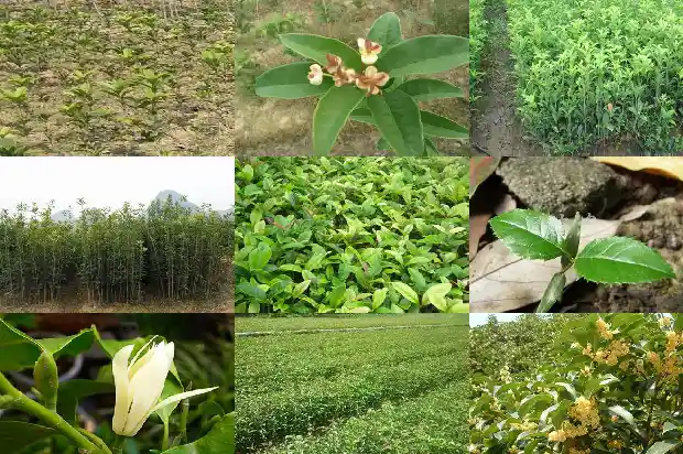 桂花树叶子发黄用什么药1681518654428