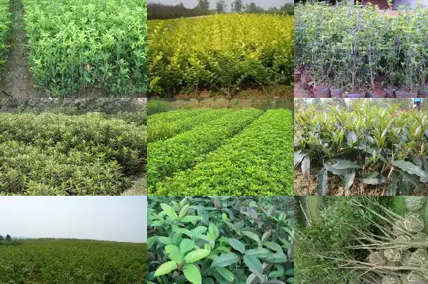 桂花树叶子尖干枯怎么办用什么药治地栽的好1681518821534