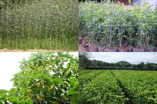 桂花的品种及价格介绍大全1689985639552