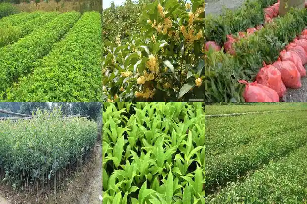桂花种植使用哪些肥料好1681519087569