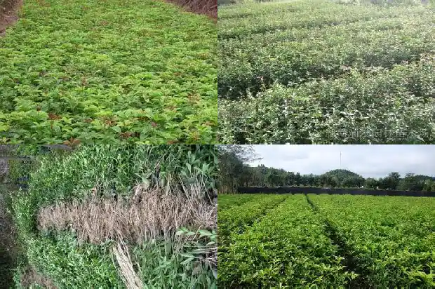 桂花种植使用哪些肥料好1681519087617