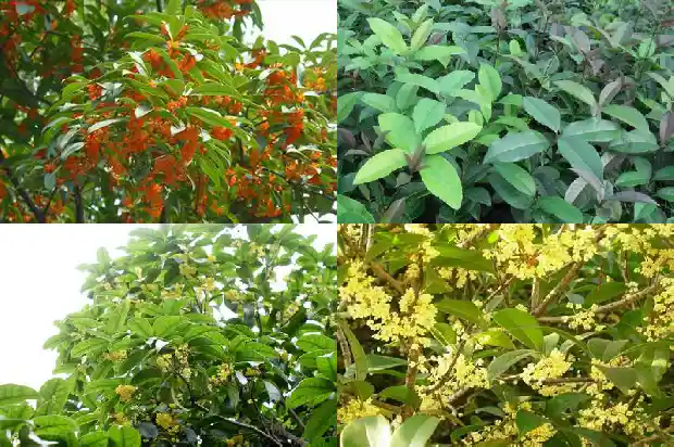 桂花树叶子尖发黄干枯用什么农药好1681519203125