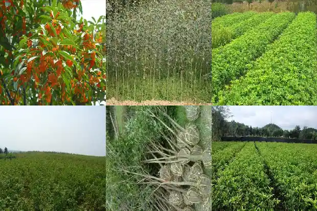 桂花树叶子尖发黄干枯用什么农药好1681519203173