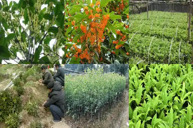 桂花树叶子尖发黄干枯用什么药可至1681519328504