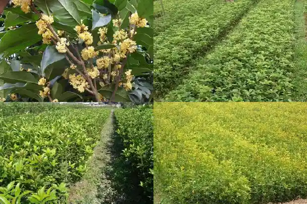 桂花树叶子尖发黄干枯用什么药可至1681519328552