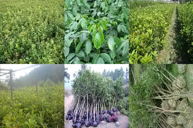 桂花用什么肥料开花最多的1681519815690