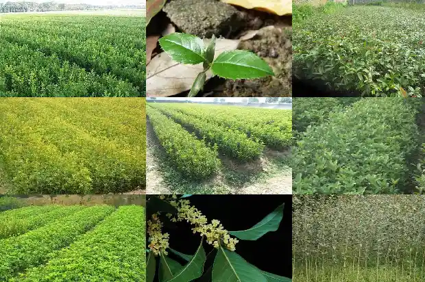 桂花用什么肥料开花最多的1681519815738