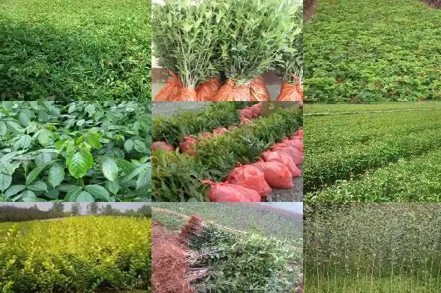 桂花用什么肥料开花最多的1681519815786