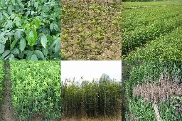 桂花怎么施肥才开花1681519936276