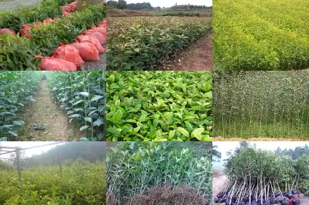 桂花怎么施肥才开花1681519936371
