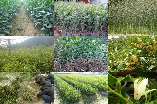 桂花用花多多肥料好不好1681520044941