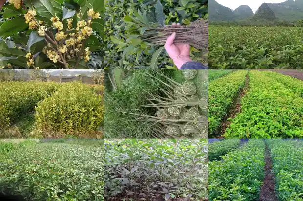 桂花用花多多肥料好不好1681520044989