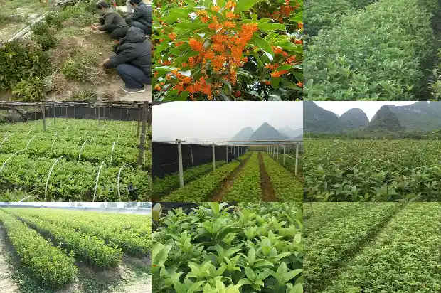 桂花用花多多肥料好不好1681520045036