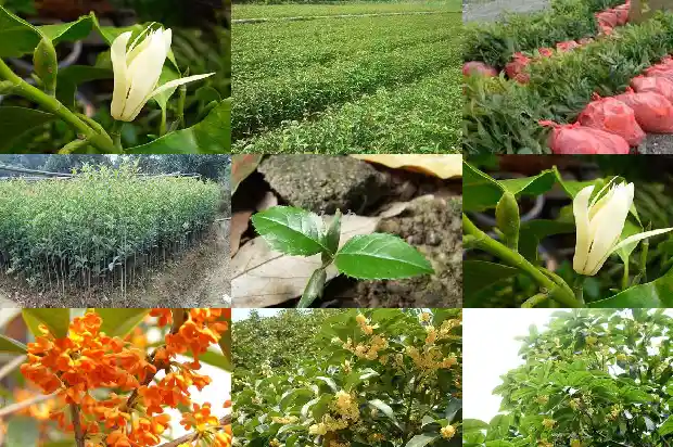 桂花树种子的药用价值和作用是什么1688693864345